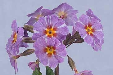 Primula 'Avondale': The latest of the Kennedy Irish Primroses