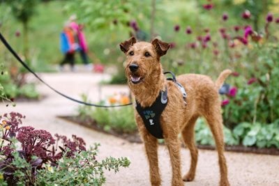 A terrier enjoys exploring RHS Garden Wisley