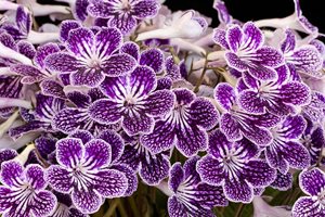 Streptocarpus ‘Polka-Dot Purple’
