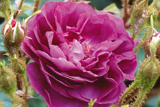 Rosa 'William Lobb'. Image: David Austin Roses