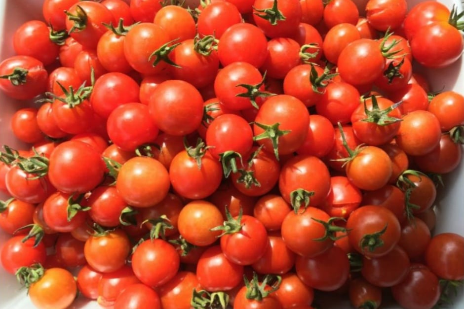 A dish full of ripe red cherry tomatoes, by Anne Adam