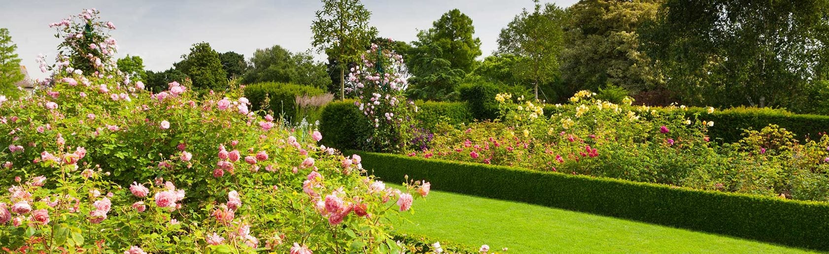 photograph of the garden