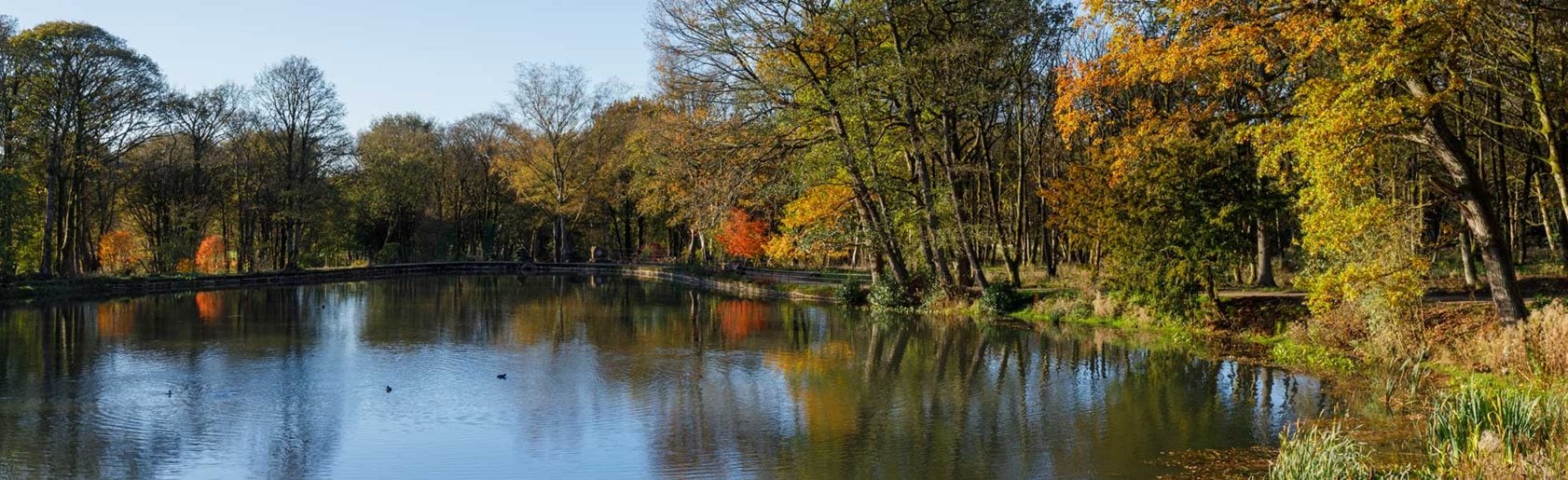 photograph of the garden