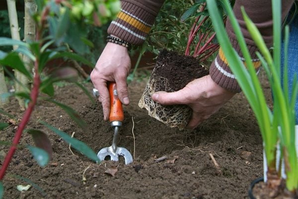 Person pruning a plant in winter