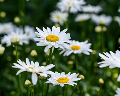 Crazy about daisies  an easy guide to the Asteraceae family / RHS Gardening