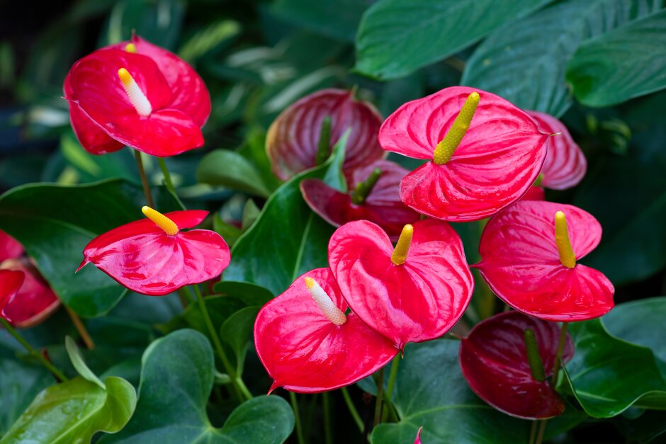 Discover anthuriums