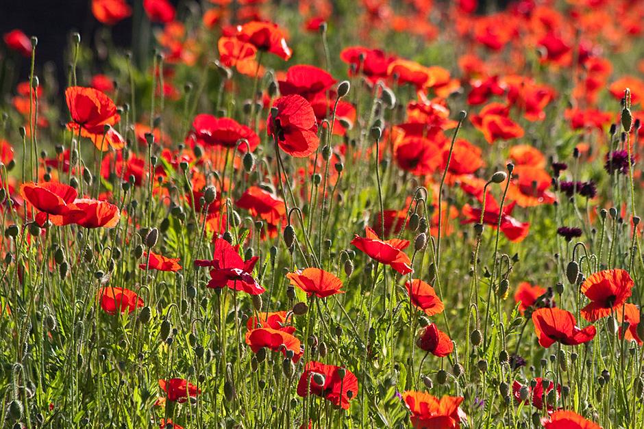 Plants for kids poppy / RHS Gardening