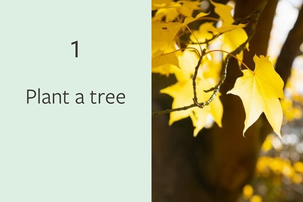 1. Plant a tree