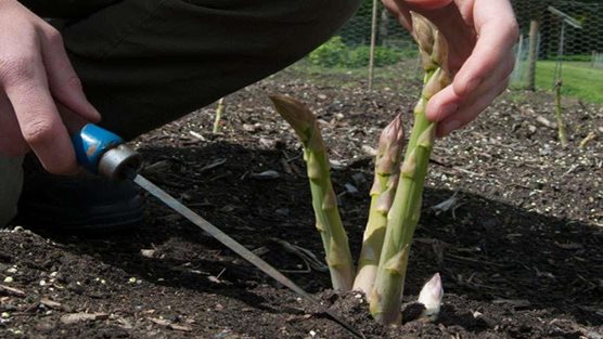 How to grow asparagus / RHS Gardening