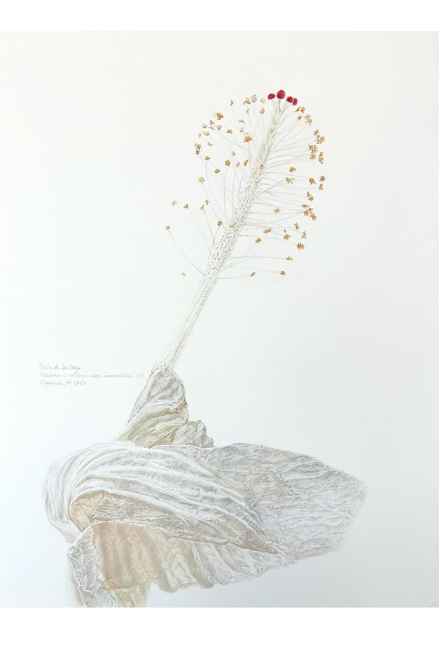 Wilted Hibiscus arnottianus artwork