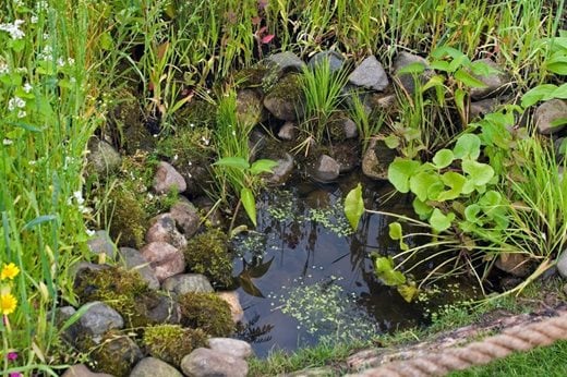 This tiny pond will attract wildlife