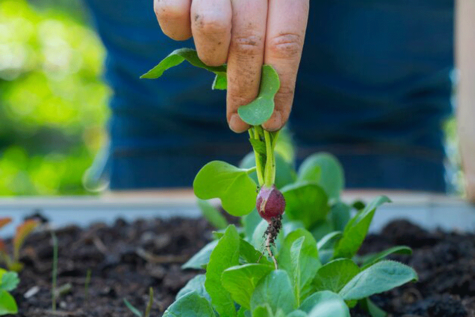 A gardener thins out radishes by hand