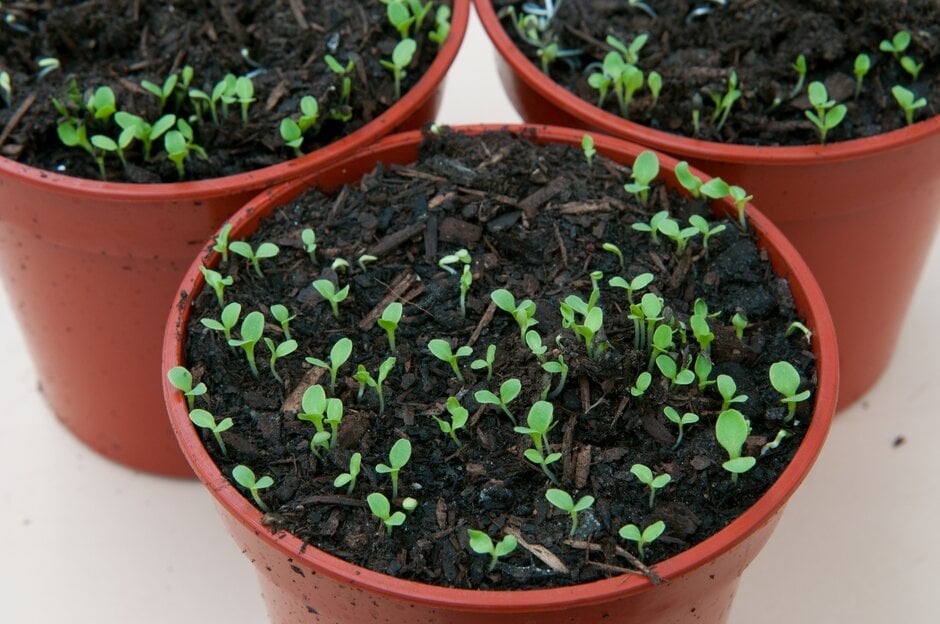 Lettuce seedlings in multipurpose compost based on green waste