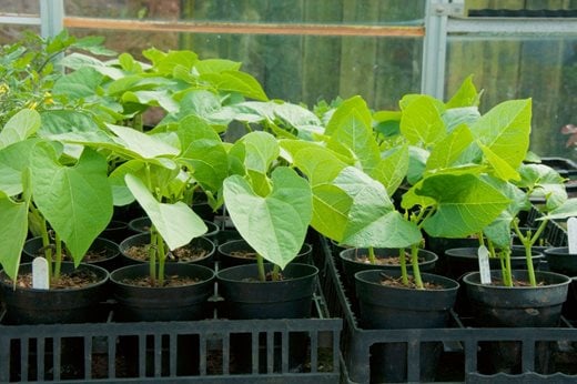 Runner bean seedlings growing in pots