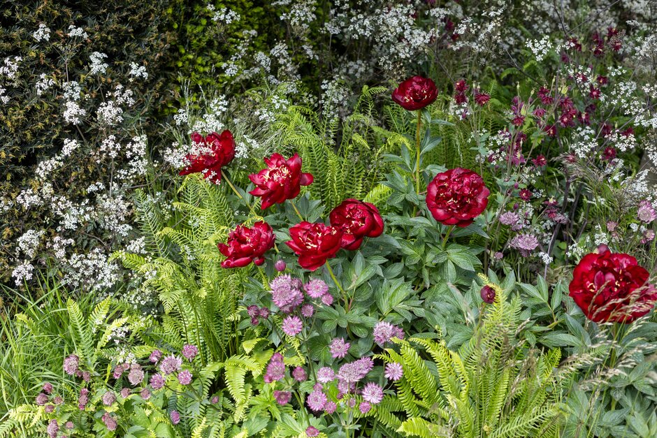 8 star plants of RHS Chelsea 2026 / RHS Gardening