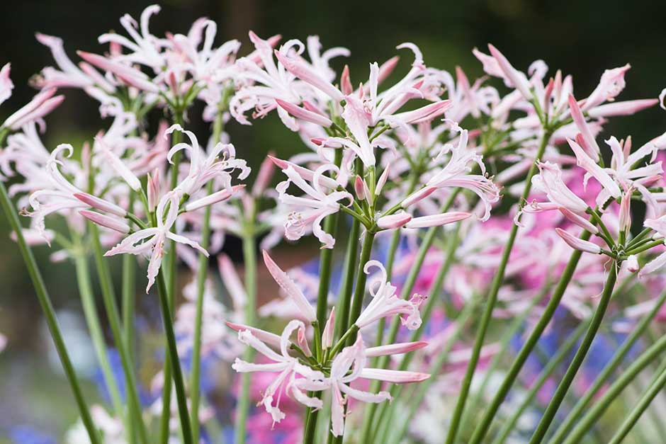 Discover nerines