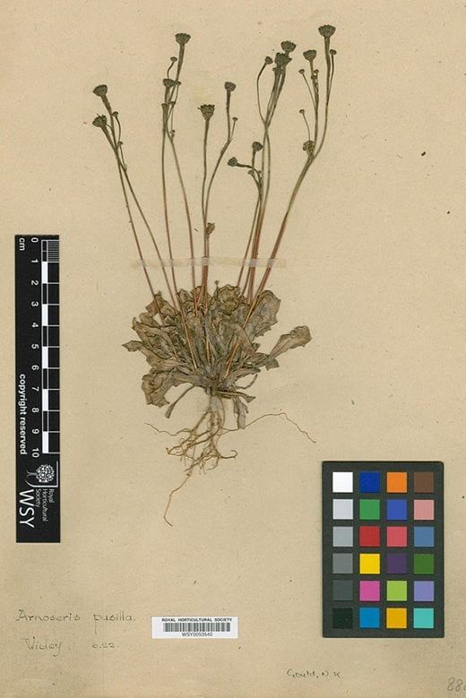 Herbarium specimen of lamb's succory