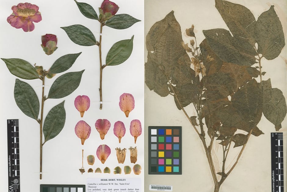Plant specimen records and database held by the RHS / RHS Gardening