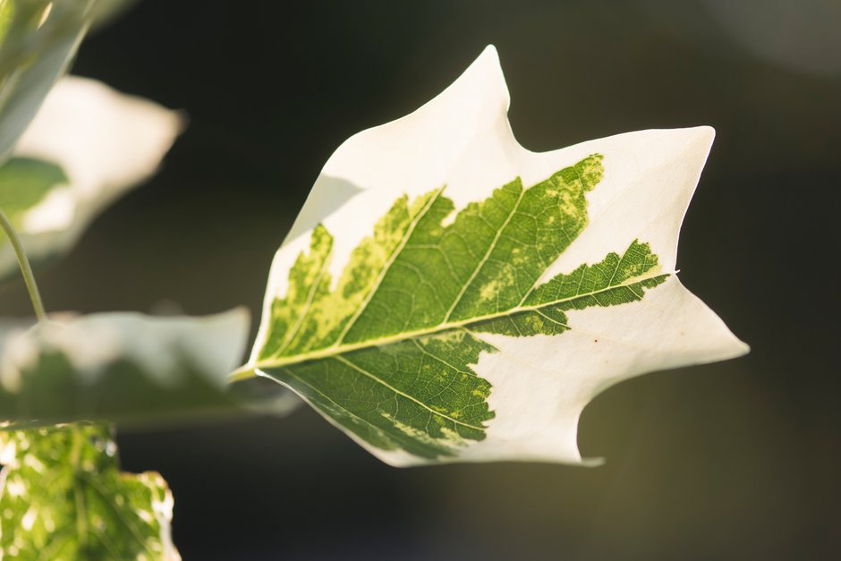 model.mustReadImage.alternativeText