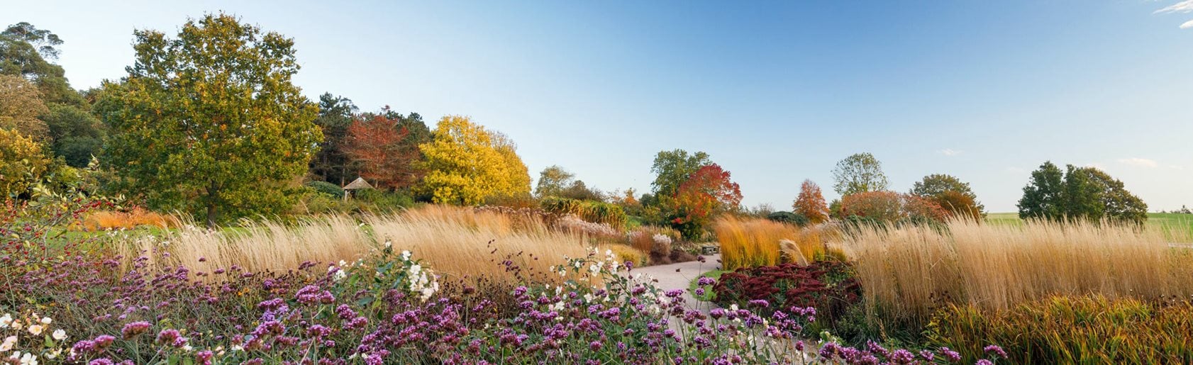 photograph of the garden