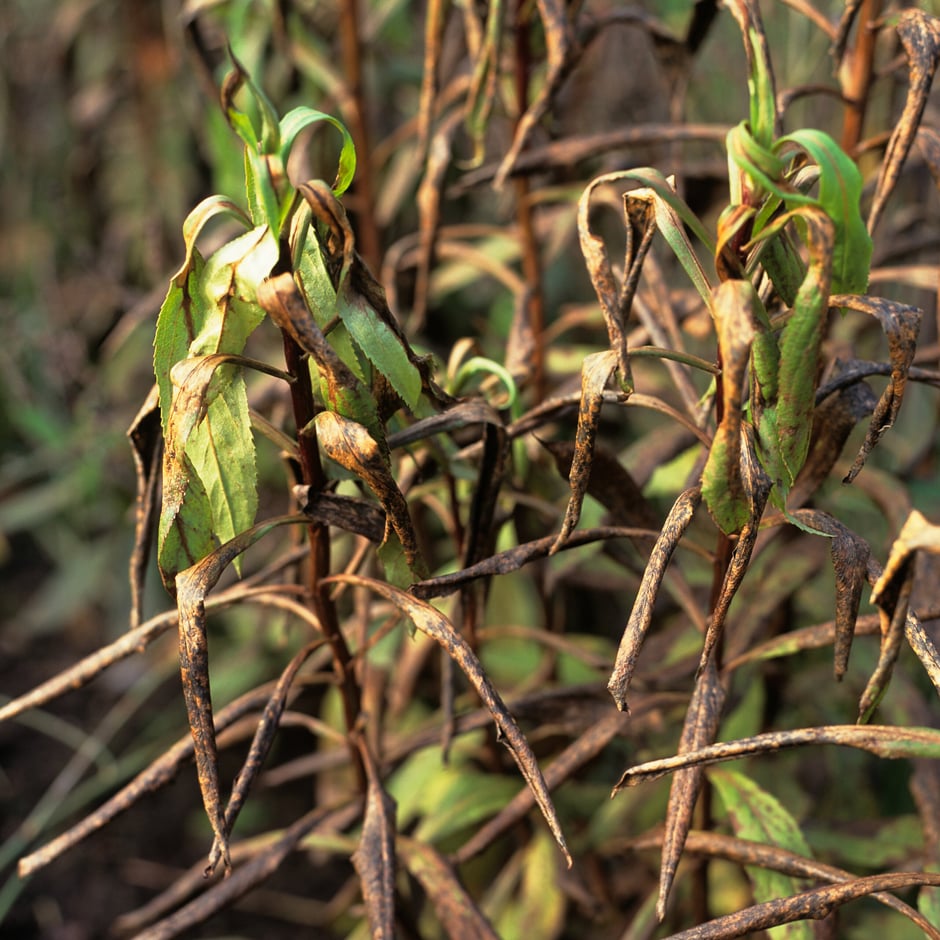 Hard frosts can blacken and kill stems or whole plants