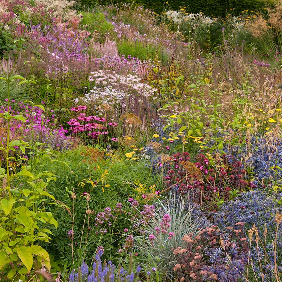 Prairie planting at Dove Cottage, Yorkshire