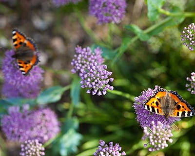 Close-up of butterflies on plants