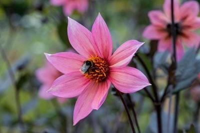 A bee on Dalhia ‘Hawaiian Sunrise’