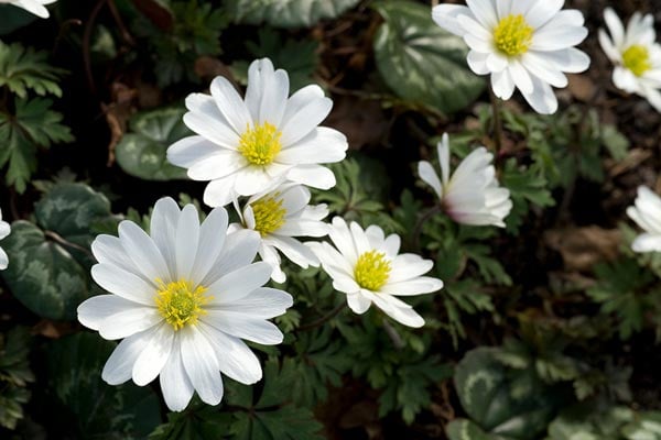 Discover spring-flowering anemones