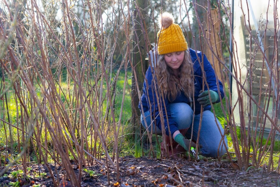 Pruning autumn-fruiting raspberry canes down to the ground in winter