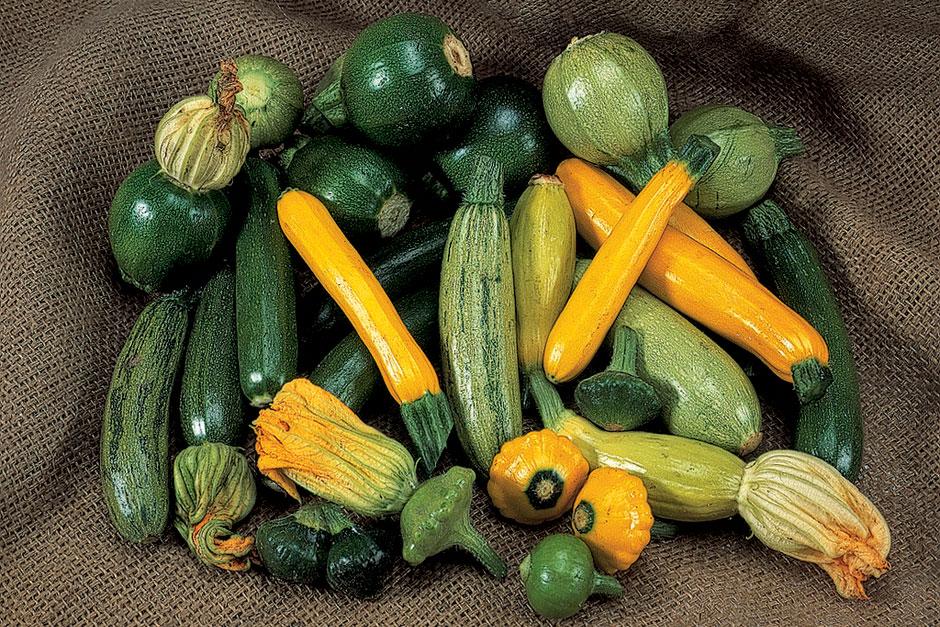 How to grow Courgettes