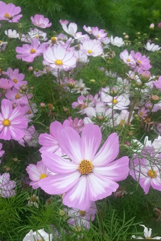 Cosmos 'Cosimo Pink-White' on the Trials Field at Wisley